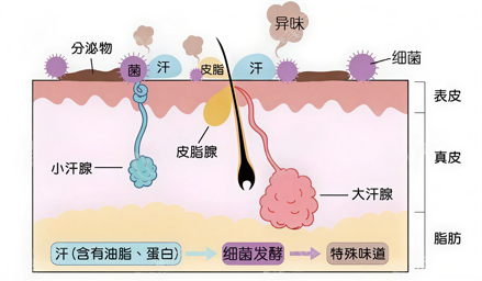 Say Goodbye to Summer Body Odor Embarrassment: 1 Millimeter 'Pinpoint' Technology, Minimally Invasive Odor Removal with Permanent Hair Removal Both Achieved